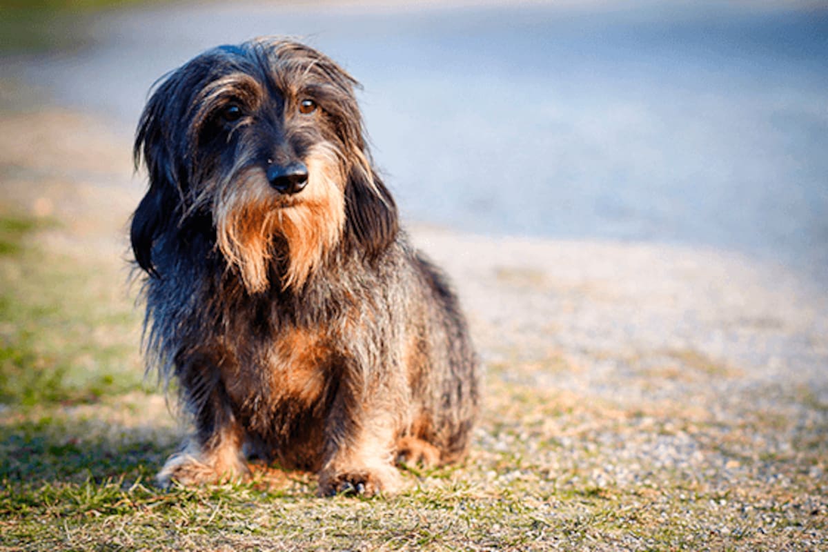 A qué edad un perro se considera viejo y qué cuidados necesita