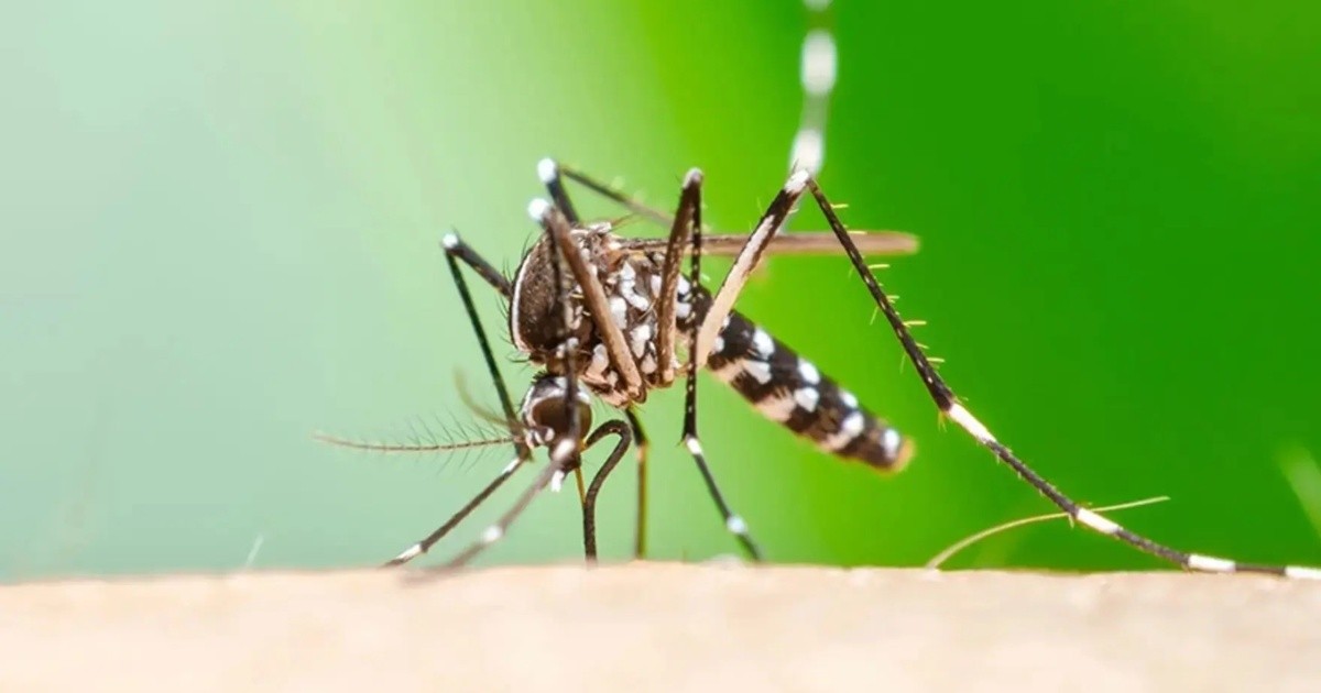 Aumento de casos de chikungunya y refuerzos en la vigilancia sanitaria