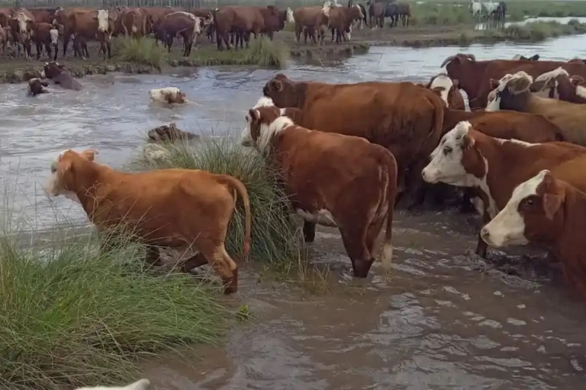 Casi un millón de hectáreas bajo agua en el norte de Santa Fe: riesgo para la ganadería