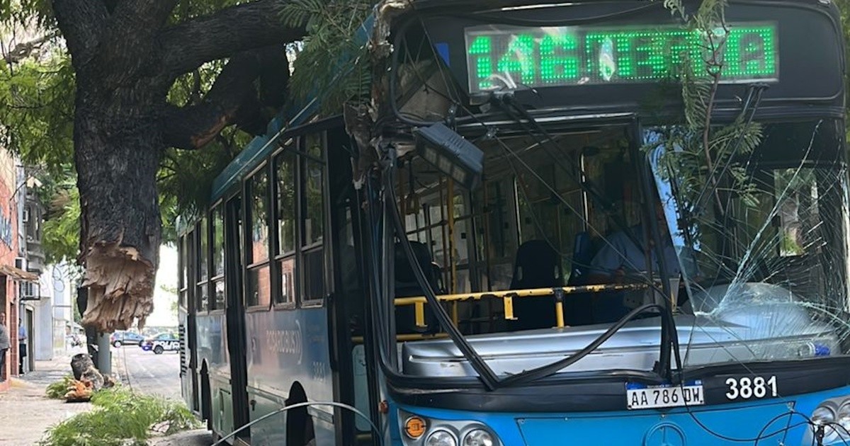 Colectivo chocó y arrastró un jacarandá en Salta al 3500, en Rosario
