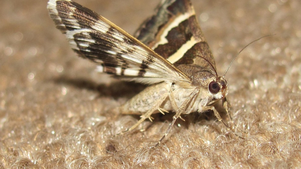 Cómo proteger la ropa de las polillas sin usar naftalina