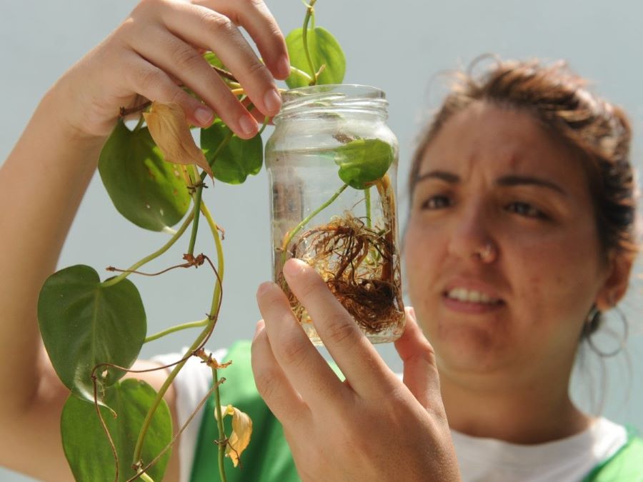 Dengue: vector detectado en 44 barrios de la ciudad de Santa Fe