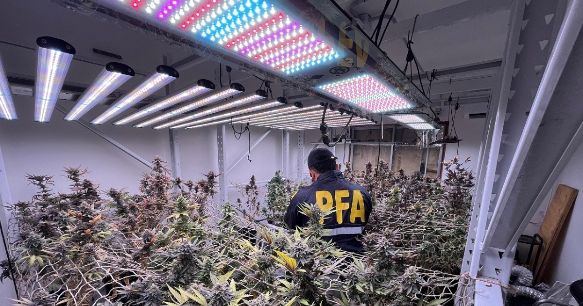 Desmantelaron un vivero indoor con más de 10 kg de cannabis en Rosario