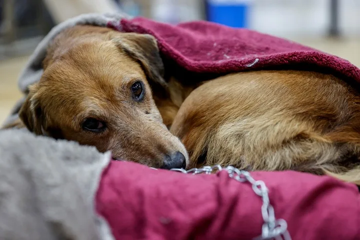 Dónde deben dormir los perros cuando hace frío: recomendaciones prácticas