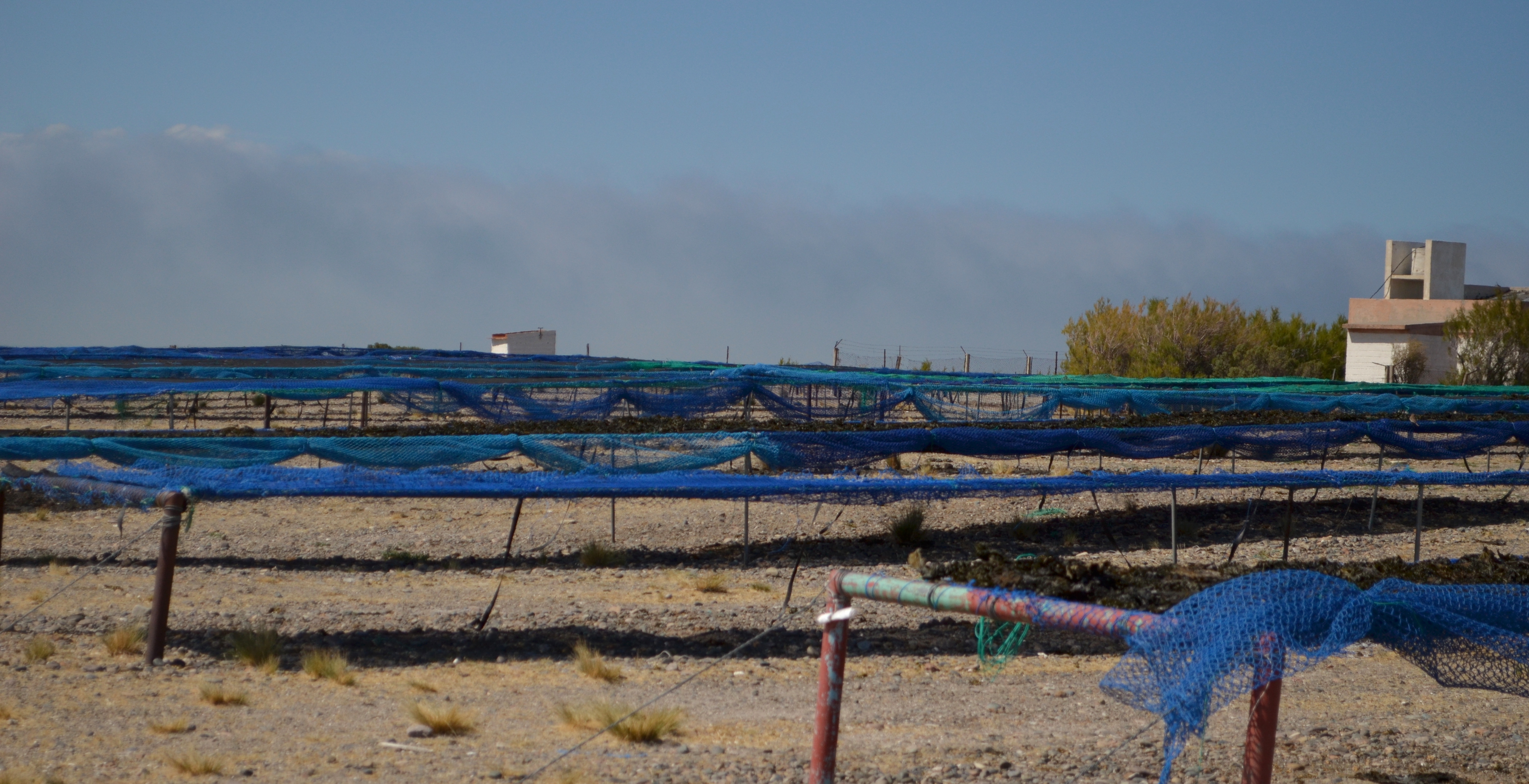 Recolección de algas en Bahía Bustamante - Chubut - Argentina