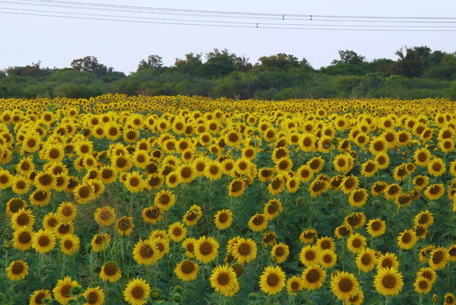 El girasol se expande en Santa Fe: oportunidades y preguntas pendientes