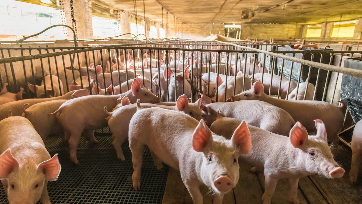 Gotas que atraviesan la barrera: exosomas porcinos para tratar tumores de la retina