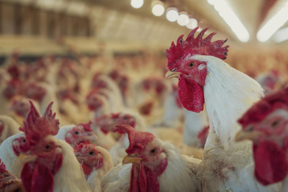 Gripe aviar: el desafío de recuperar mercados y la urgencia de transparencia