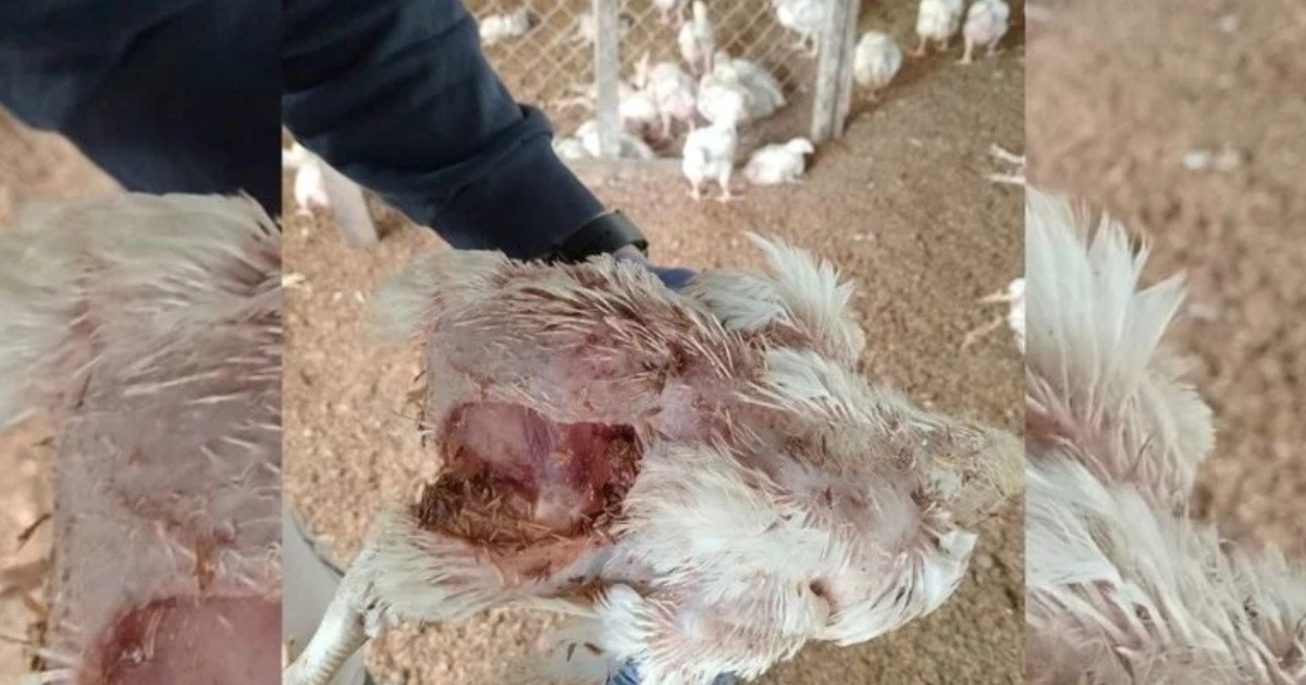 Jauría rompió alambrado en Recreo y mató 2.300 pollos, denuncia el productor