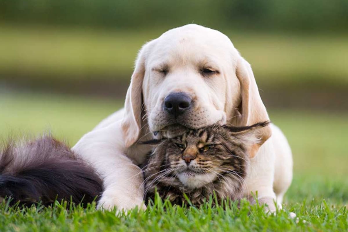La Ciudad lanzó Animales BA para centralizar trámites y búsquedas de mascotas