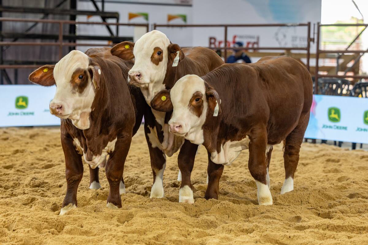 Las Nacionales 2026: cita ganadera en Corrientes que potencia genética y negocios