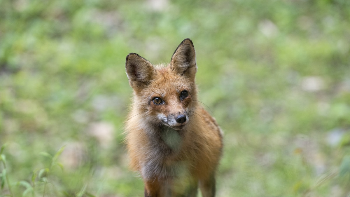 Por qué pueden aparecer zorros en el jardín de tu casa