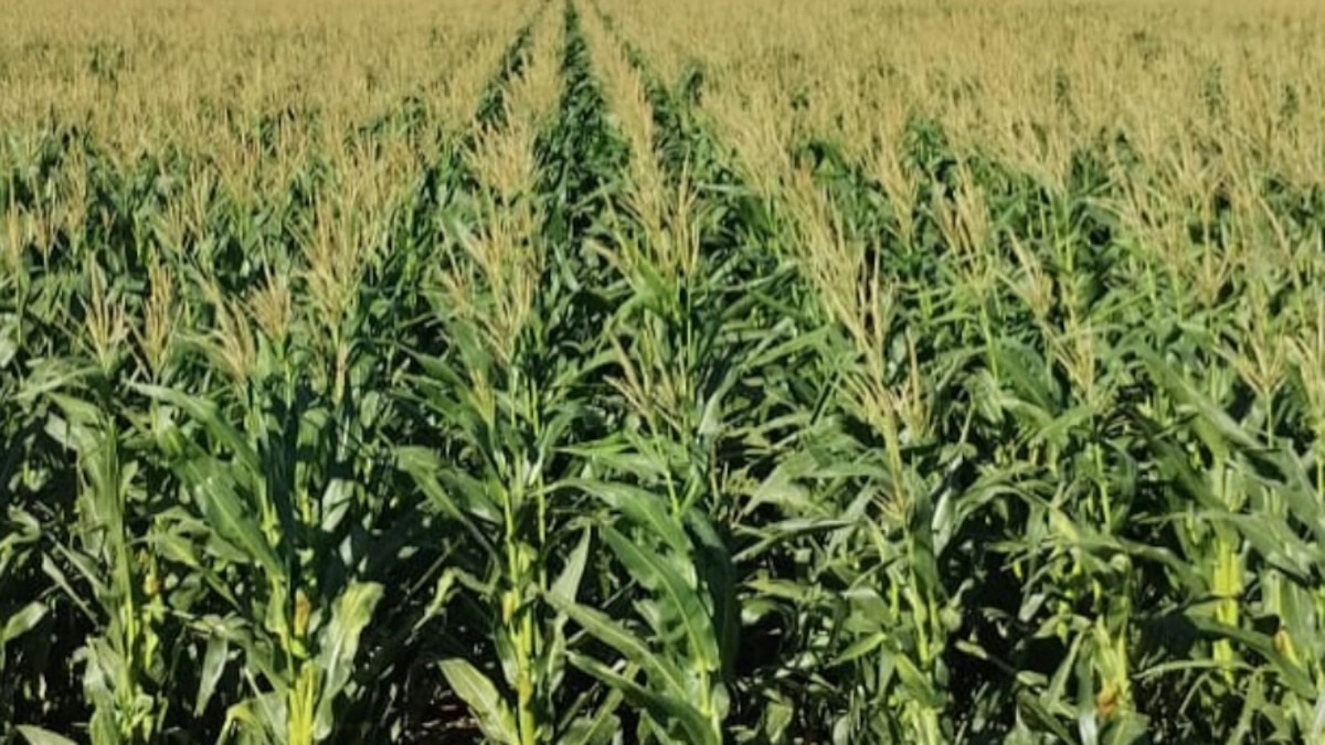 Récord de maíz: 67 millones de toneladas según la BCR y señales mixtas para la soja