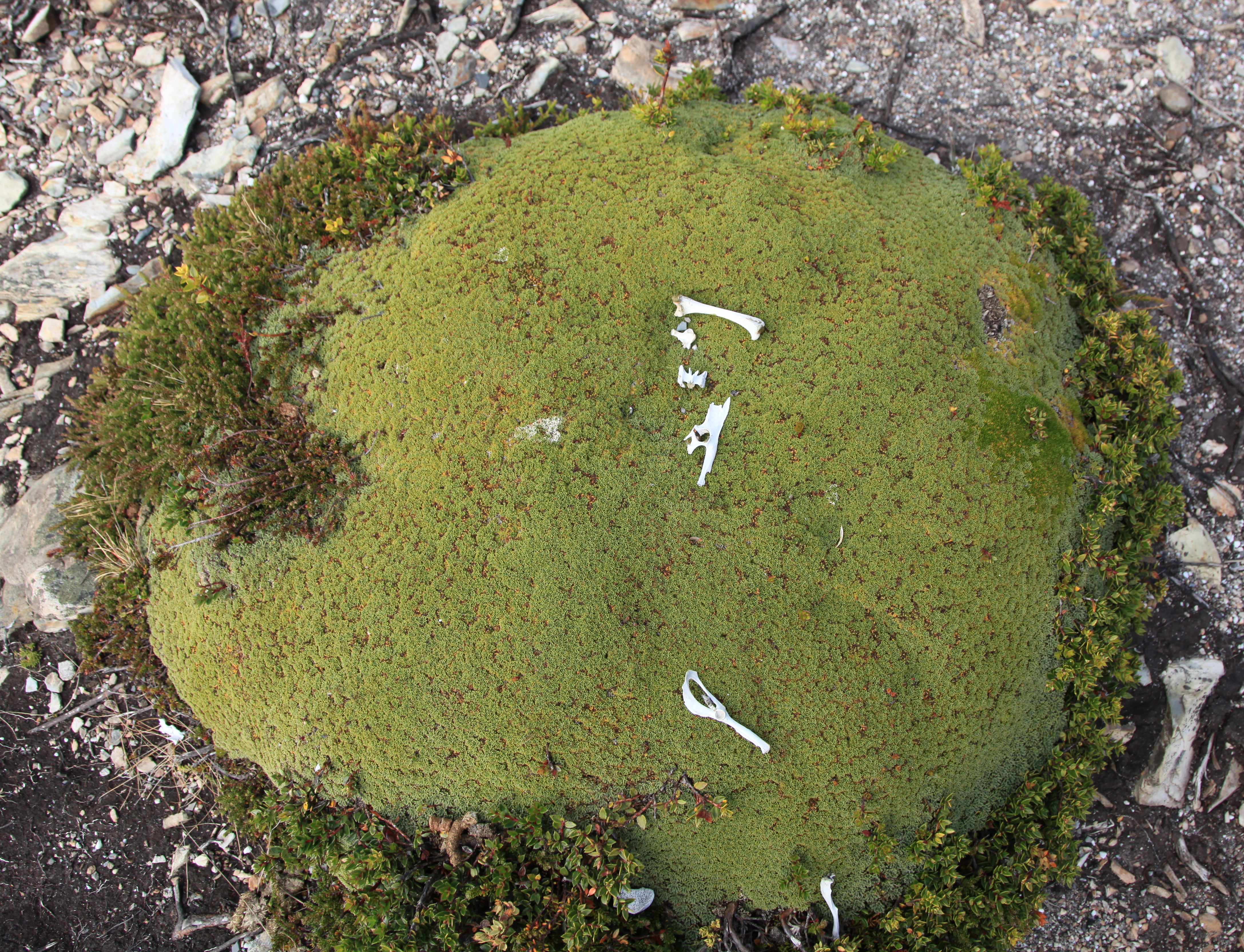 Photographed on Islas Bridges in the Beagle Channel, Argentina.